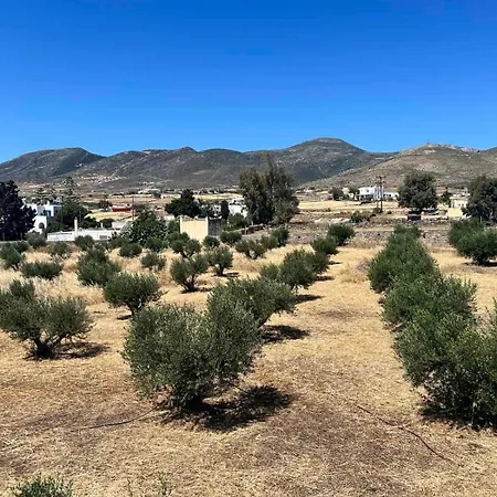 The Olive House * Márpissa